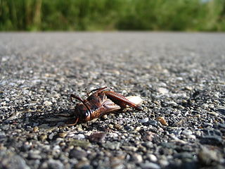'A dead grasshopper on a path.'