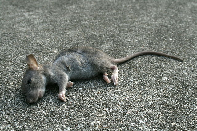 2008-09-11 Dead baby rat