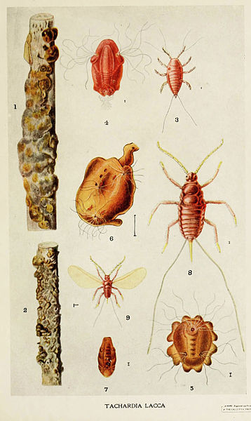 02-Indian-Insect-Life - Harold Maxwell-Lefroy - Kerria-Lacca