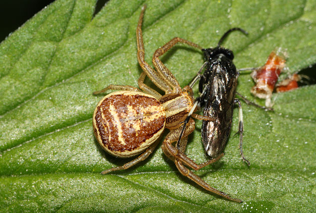 Xysticus-sp-krabbenspinne