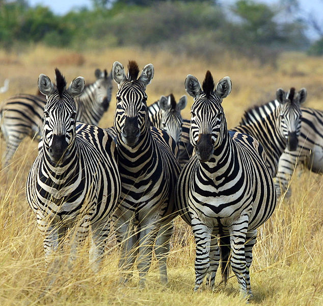 Zebra Botswana