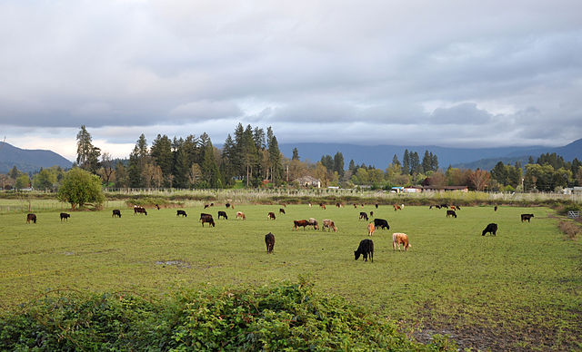 Cattle near grants pass
