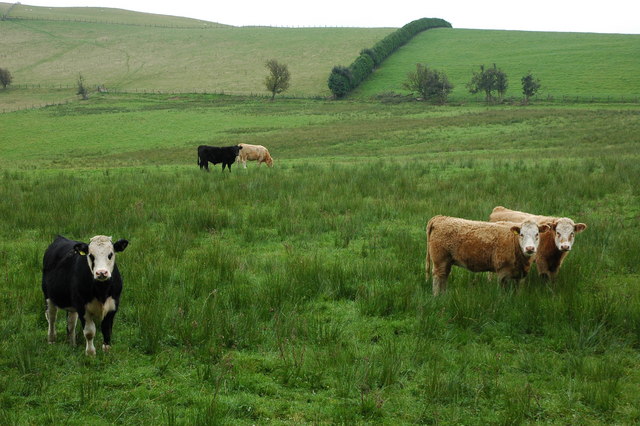 Cattle in a field below Garth, Llanbedr - geograph.org.uk - 578739