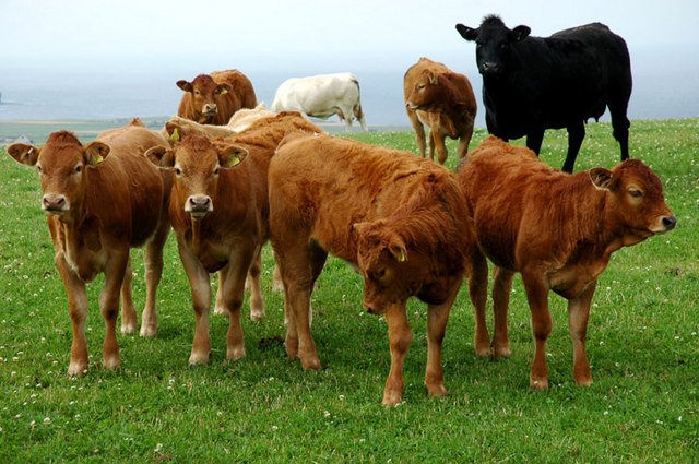 Beef cattle on Eefie Hill - geograph.org.uk - 236732