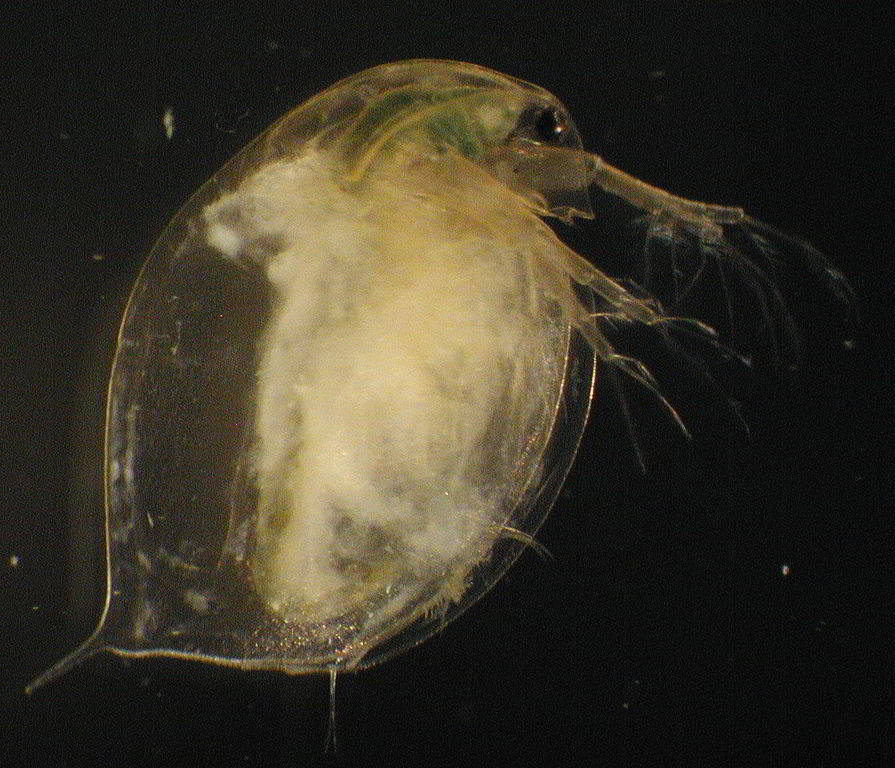 Daphnia magna with Hamiltosporidium tvaerminensis