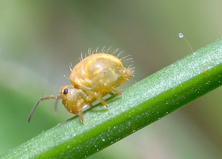 Springtail spermatophore