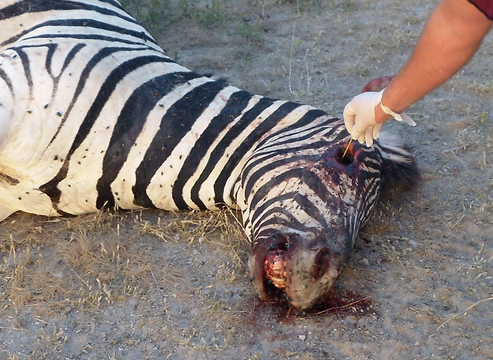 Zebra diseased from Bacillus anthracis