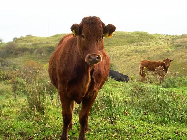 Red cow on limestone pasture in Boho