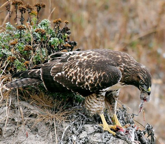 Hawk eating prey.