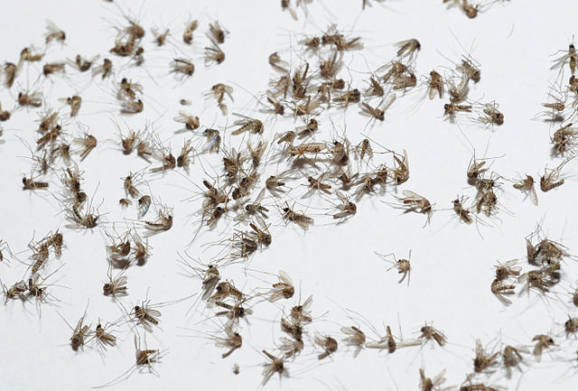 Mosquitoes fill a trap at Camp Lemonnier, Djibouti, June 7, 2013 130607-F-VA021-008