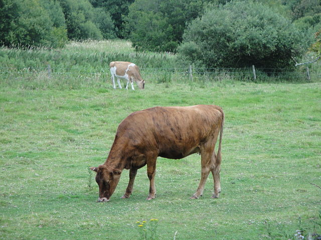 Cattle grazing off National Cycle Route 23 near Newchurch