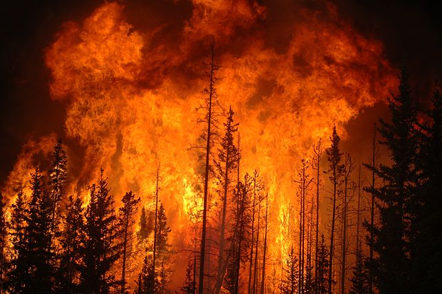 How Forest Fires Affect Wild-Animal Suffering